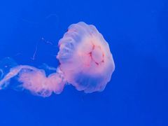 -上海海洋水族馆