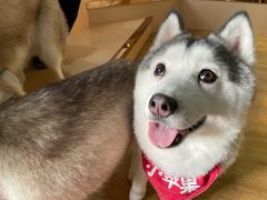 -Husky Go! 哈士奇体验馆·宠物咖啡厅狗咖