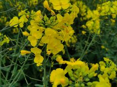 -漩门湾国家湿地公园