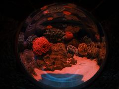 -暹罗海洋世界
