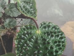 -昆明植物园