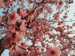 -白塘生态植物园