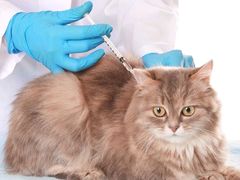-安安宠医宠物医院·异宠·犬猫内科(岳阳分院)