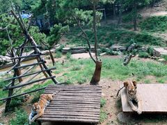 -大连森林动物园