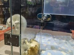 -FAELING PETS美天灵宠物(富力广场店)