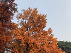 -东湖磨山景区