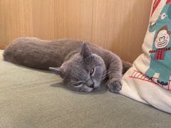-CAT’S MEWSTAR CAFE·喵星球猫屋(晴湾咖啡店)