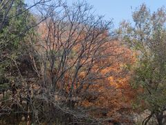 -北京西山国家森林公园