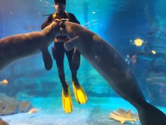 -烟台海昌鲸鲨海洋公园