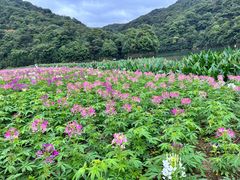 -广州市石门国家森林公园