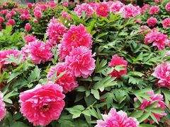 -石家庄市植物园