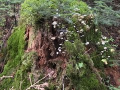 -汤旺河林海奇石景区
