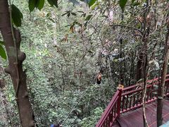 -西双版纳原始森林公园