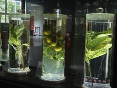 -广东中医药博物馆