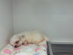 -萌宠之家·腊肠犬·马尔泰·小体犬舍