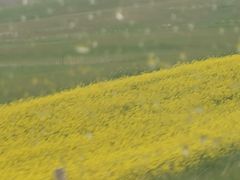 -山丹皇家马场