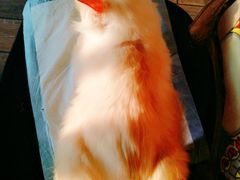 -more than meow吴止猫主题餐厅(承德 中船汇店)