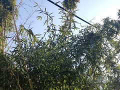 -寻味乌镇·龙虾烧烤