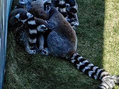 -西霞口神雕山野生动物世界