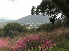 -香雪海