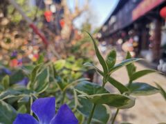 -川沙古镇-停车场