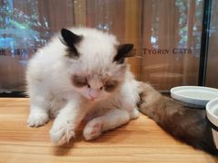 -袖虎·猫馆(体育西路店)