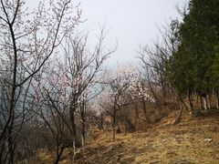 -北京鹫峰国家森林公园
