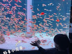 -海合安成都极地海洋公园