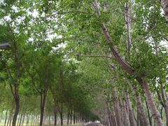 -东郊湿地公园