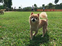 -良成狗狗乐园