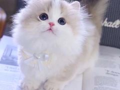 -欣宠猫屋·矮脚拿破仑·蓝金金渐层
