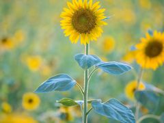 -光明小镇欢乐田园