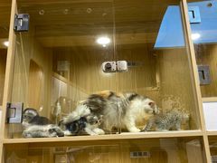 -屋虎猫馆(宝安大仟里店)