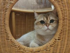 -MOCHA明星猫咖(田子坊店)