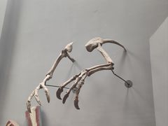 -重庆自然博物馆(新馆)