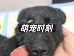-科道动物医院·急重症中心(万达院)