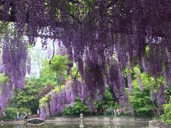 -嘉定紫藤园