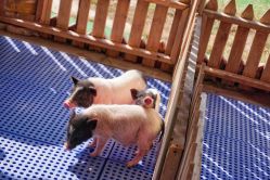 -萌宠亲子动物乐园(槐房万达店)