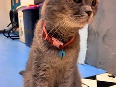 -猫色咖啡·猫咖