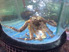 -海大大蒸汽海鲜餐厅·粤菜·特色小炒(欢乐颂店)