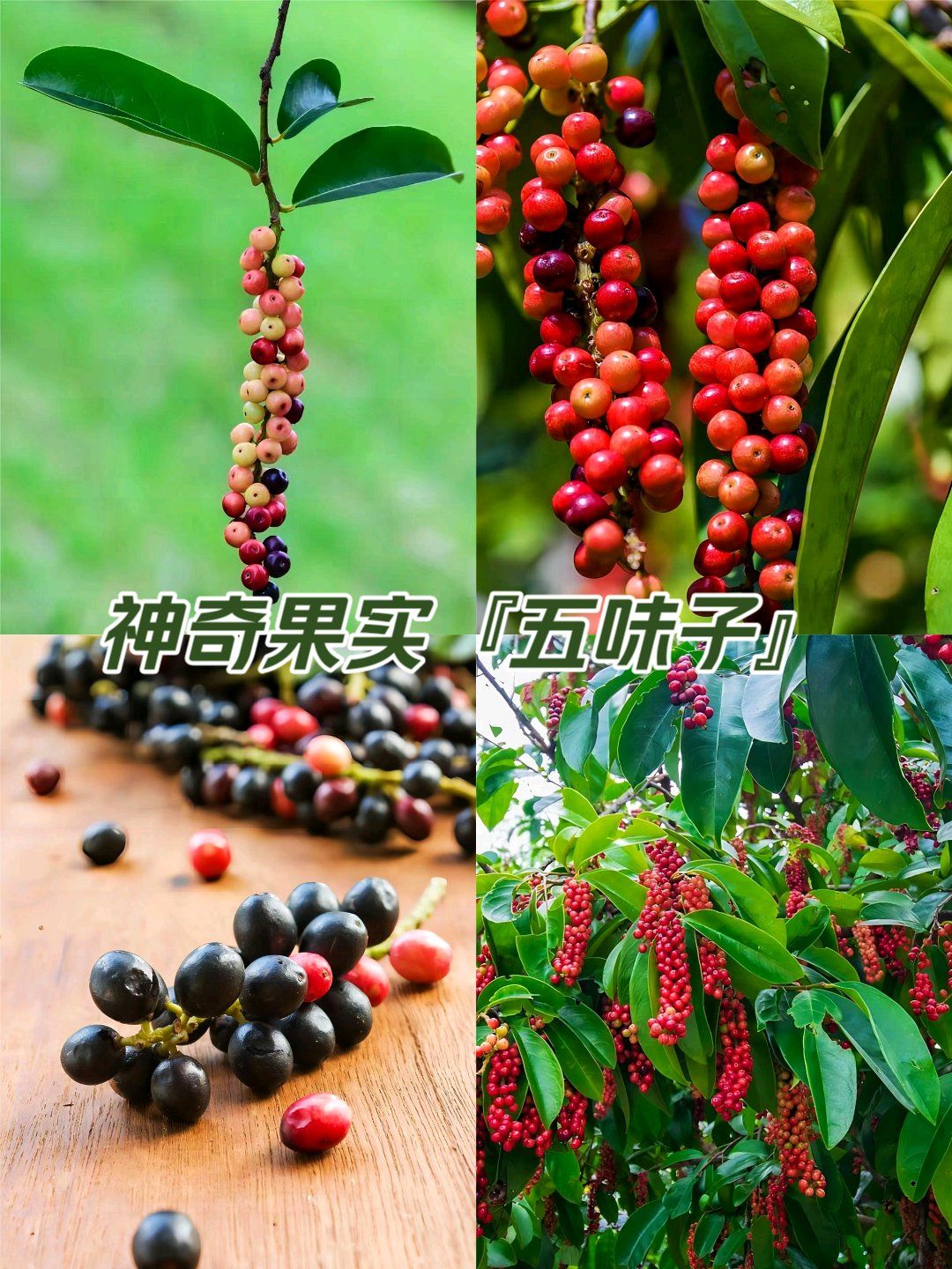 神奇的果实『五味子』99