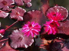 -国家植物园南园