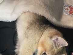 -欣宠猫屋·矮脚拿破仑·蓝金金渐层