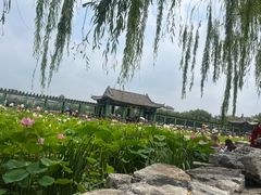 -莲花池公园