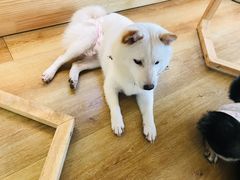 -柴犬小屋·柴餐厅·狗咖食堂(金鼎广场店)