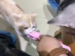 -藏猫猫咖啡主题馆(中央大道店)