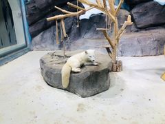 -海合安青岛极地海洋公园
