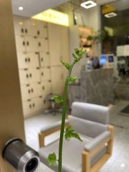 -菲·木田moontin造型salon