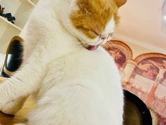 -猫小院猫主题餐厅(南锣旗舰店)