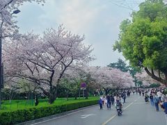 -武汉大学-樱园